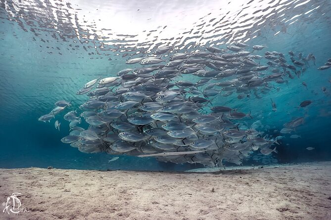 (2 Dives) Discover Scuba Diving Kota Kinabalu - Starting early at Jesselton Point