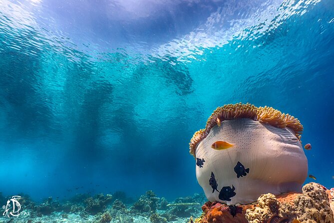 (2 Dives) Discover Scuba Diving Kota Kinabalu - Lunch and the second boat outing