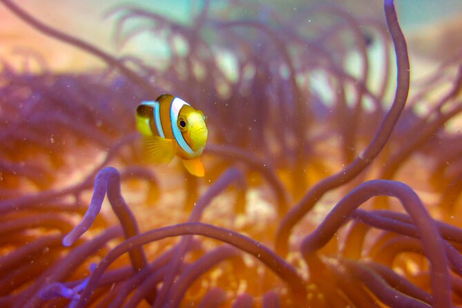(2 Dives) Discover Scuba Diving Kota Kinabalu - What makes Tunku Abdul Rahman Marine Park special