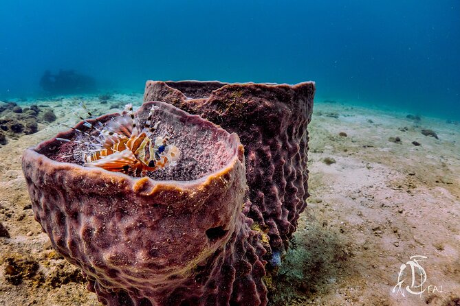(2 Dives) Discover Scuba Diving Kota Kinabalu - Is the $129.98 price fair?