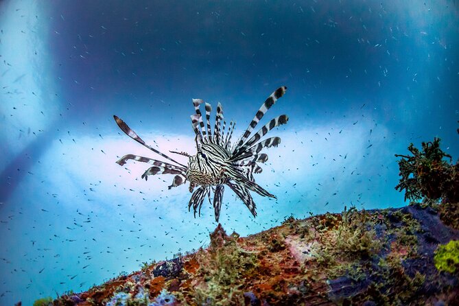 (2 Dives) Discover Scuba Diving Kota Kinabalu - Learning the basics before entering the water