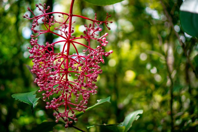 2d1n Kinabalu Park & Poring Canopy Walk & Desa Cow Farm Tour - Walking above Borneo’s old rainforest