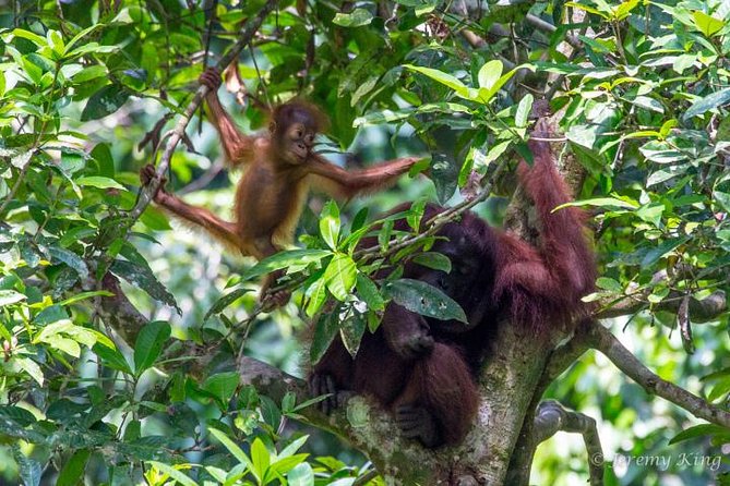 2D1N Sandakan Private Tour with Kinabatangan River Cruise - Key points to know before booking