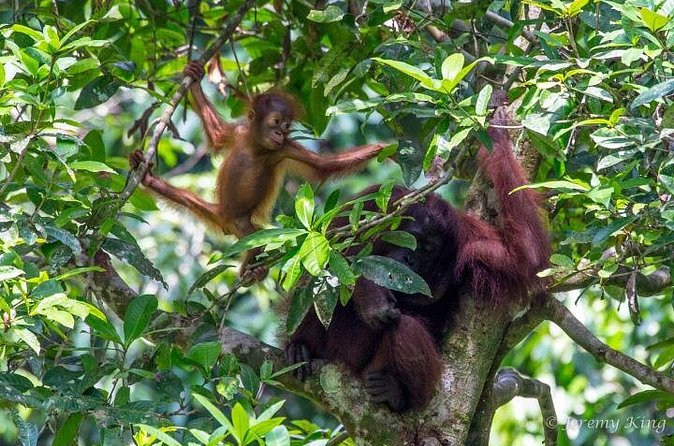 2D1N Sandakan Private Tour with Kinabatangan River Cruise - Returning to Sandakan for three different sights