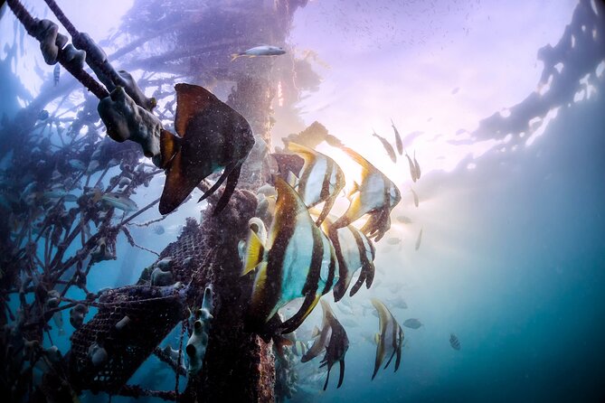 (3 Days) PADI Open Water Diver Course Kota Kinabalu - Starting at Wisma Sabah in Kota Kinabalu