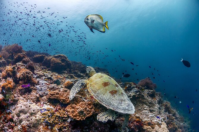 (3 Days) PADI Open Water Diver Course Kota Kinabalu - What Sapi Island and the marine park add