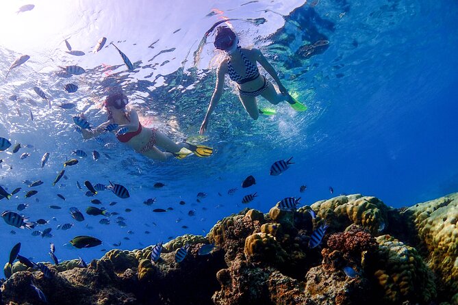3 Semporna Islands Tour with Snorkel or Diving Experience - Three islands, one full day at sea