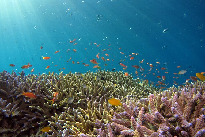 3 Semporna Islands Tour with Snorkel or Diving Experience - What the water activities are really like