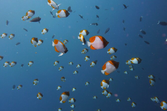 3 Semporna Islands Tour with Snorkel or Diving Experience - Is $55.21 a fair price?