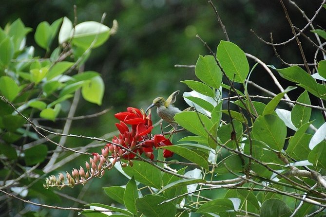 4-Day Jungle Experience in Taman Negara from Kuala Lumpur - Why four days works better than a quick park visit