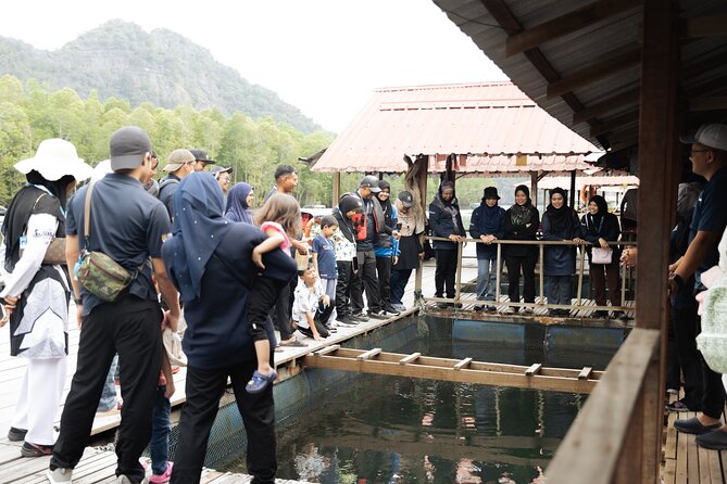 5 Hours Mangrove Boat Tour in Langkawi - Fish farm lunch and the fish show