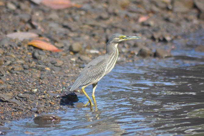 5 Hours Sharing Basis Kilim Mangrove Safari Boat Tour in Langkawi - Why the Kilim mangroves are worth your morning