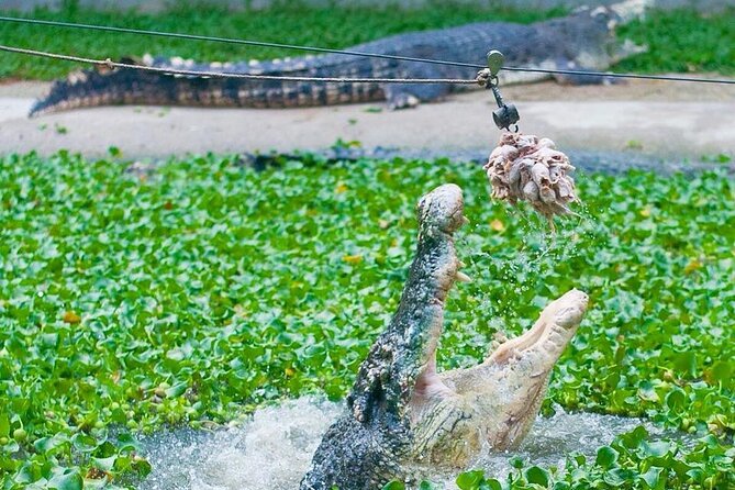 Adventure Combo - The jumping crocodile show and juvenile feeding
