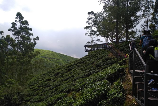 Amazing Cameron Highland Day Tour From Kuala Lumpur - Boh Tea Estate and the view that earns its place