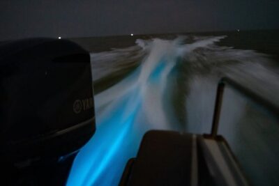 Amazing Fireflies With Blue Tears Watching & Kuala Selangor Tour