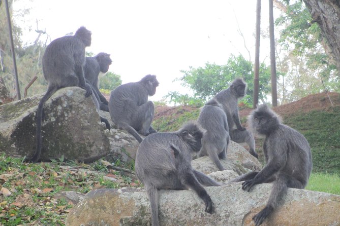 Batu Caves,Hot Spring, Monkey & Fireflies Tour with Dinner - Bukit Malawati and the silver leaf monkeys