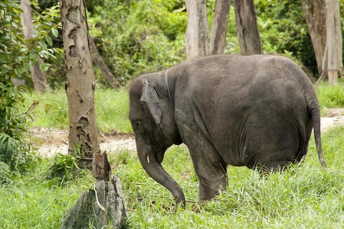 Batu Caves & Kuala Gandah Elephant Sanctuary Full-Day Tour - Key Points Before You Book