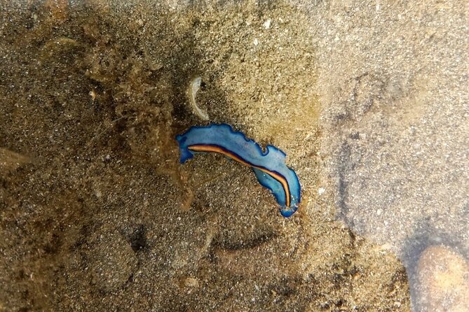 Beachlife & Tidepool Discovery at Desaru Coast Johor |JungleWalla - Key points at a glance