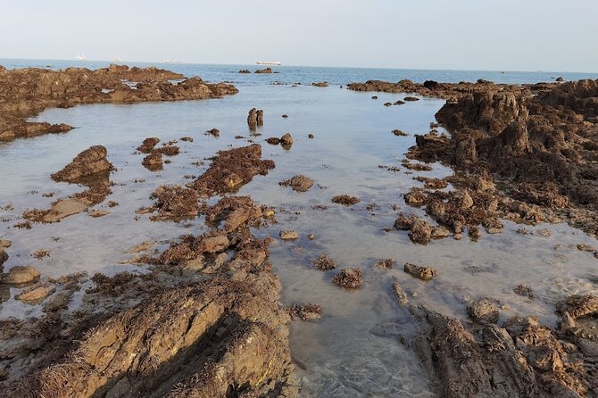 Beachlife & Tidepool Discovery at Desaru Coast Johor |JungleWalla - The $20.88 price and what you receive