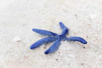 Beachlife & Tidepool Discovery at Desaru Coast Johor |JungleWalla