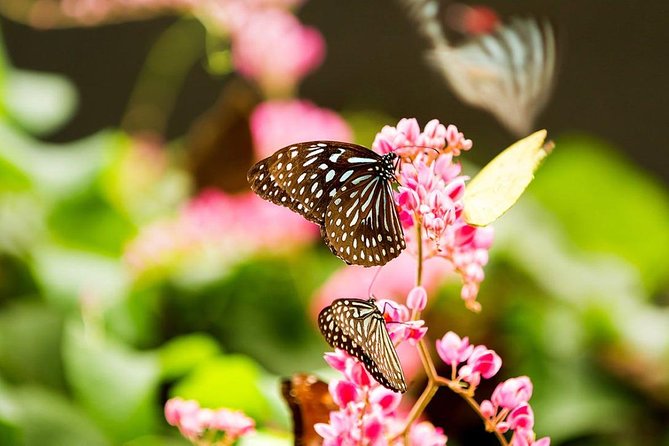 Bird Park & Butterfly Farm Nature Tour From Kuala Lumpur - Taman Orkid: a quieter finish with 800 orchid varieties