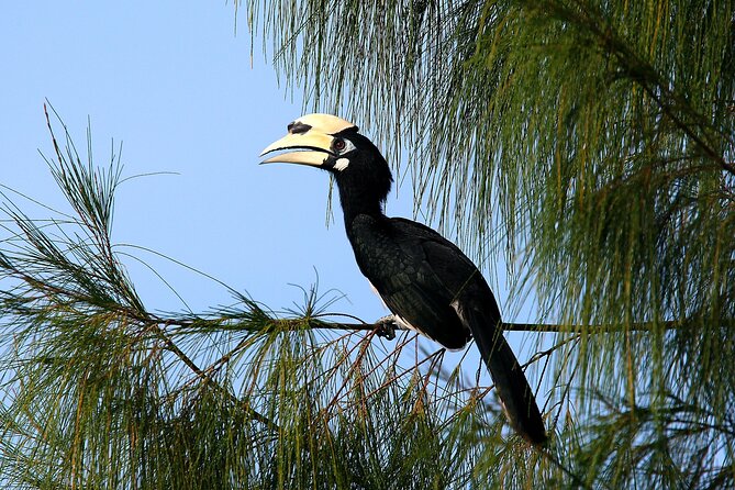 Birdwatching: Desaru's Winged Gems - The birds you might find