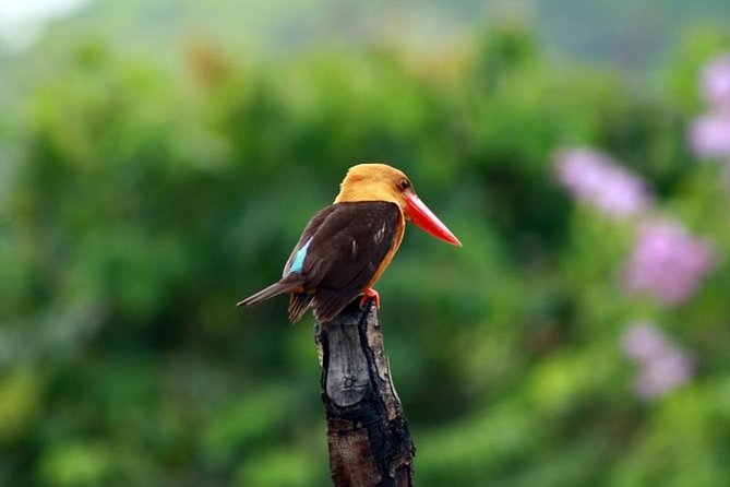 Birdwatching Tour in Langkawi - From village ponds to Langkawi’s mountain forest