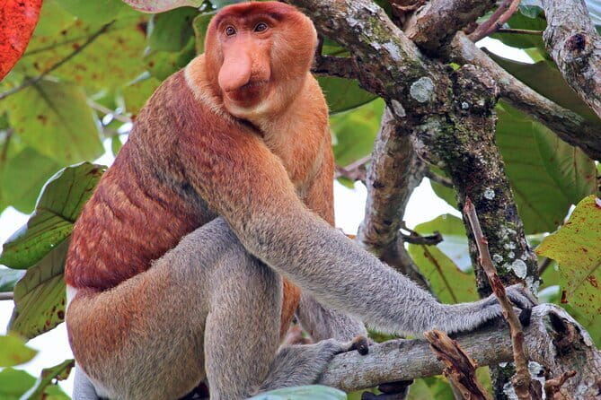Bongawan River Cruise Proboscis Monkey, SkyMirror, Fireflies - At a glance