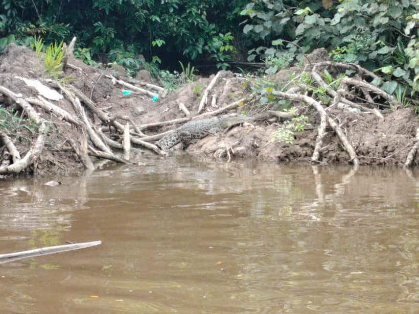 Bongawan Wetland: Proboscis Monkey and Fireflies Shared Tour - From Kota Kinabalu to Bongawan Wetland