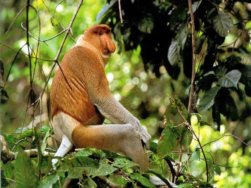 Bongawan Wetland: Proboscis Monkey and Fireflies Shared Tour - Arrival at the jetty and first river cruise