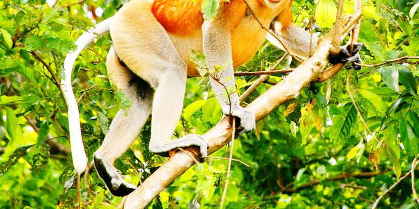 Bongawan Wetland: Proboscis Monkey and Fireflies Shared Tour - Who will enjoy this day most