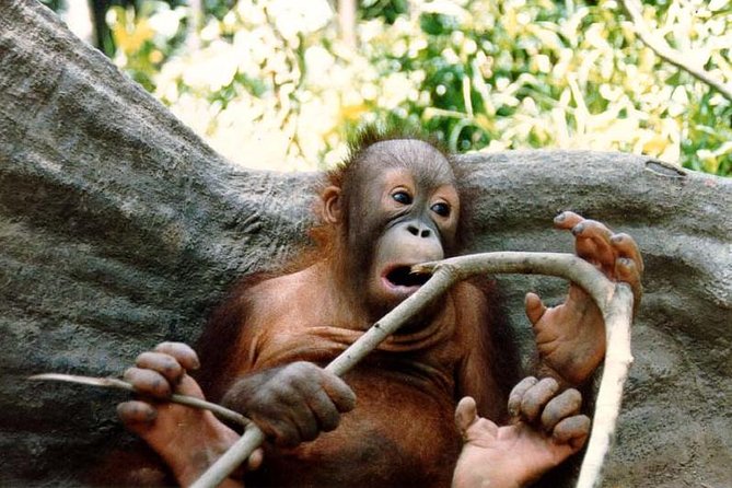 Bornean Sun Bear Conservation Centre & Sepilok Orang Utan Rehab Centre Tour - Why the orangutan visit is worth your time