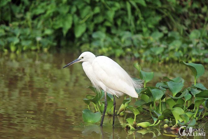 Borneo Kinabatangan River Cruise Day Trip - The 4 p.m. Kinabatangan river safari