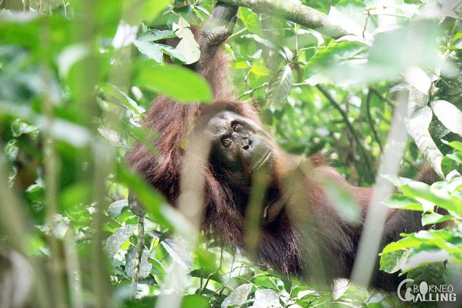 Borneo Kinabatangan River Cruise Day Trip - Dinner at the lodge
