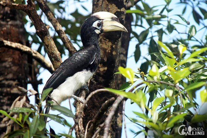 Borneo Kinabatangan River Cruise Day Trip - Group size, comfort, and pace