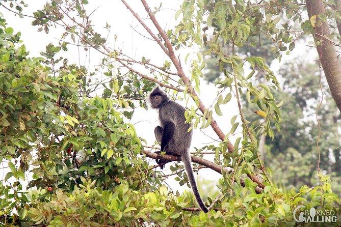 Borneo Kinabatangan River Cruise Day Trip - Reaching the Kinabatangan riverside lodge