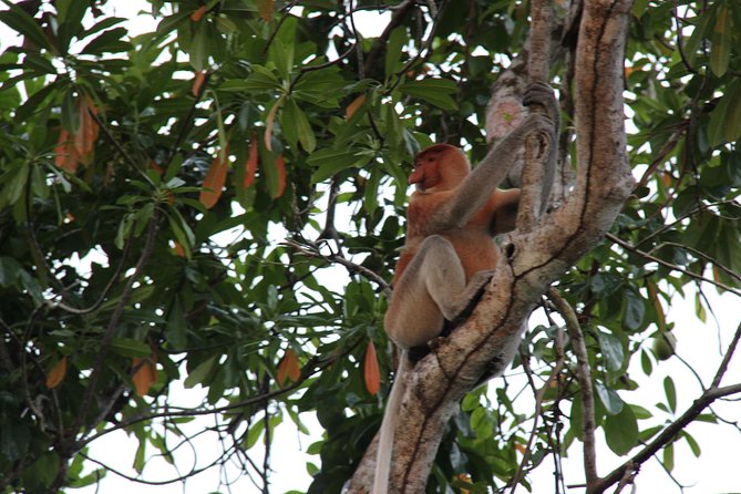 Borneo (Klias) River Cruise & Fireflies Tour - Key points before you book