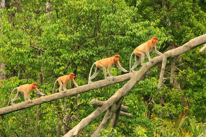 Borneo (Klias) River Cruise & Fireflies Tour - The 1 pm pickup and road to Klias