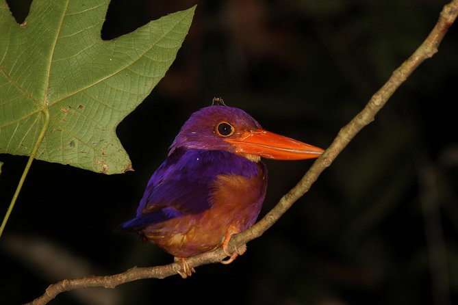 Borneo Wildlife Tour 2 Days 1 Night At Tanjung Bulat Jungle Camp Kinabatangan - A basic night in the rainforest