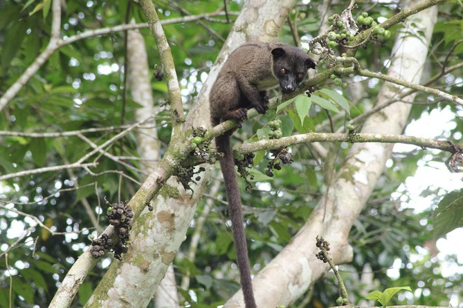Borneo Wildlife Tour 2 Days 1 Night At Tanjung Bulat Jungle Camp Kinabatangan - The afternoon cruise at 4:30pm