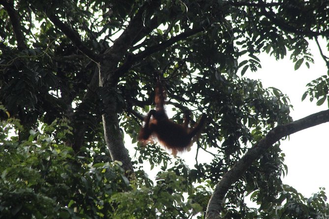 Borneo Wildlife Tour 3 Days 2 Nights At Tanjung Bulat Jungle Camp Kinabatangan - Key points to know before you book