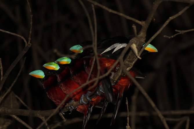 Borneo Wildlife Tour 3 Days 2 Nights At Tanjung Bulat Jungle Camp Kinabatangan - Reaching Tanjung Bulat from Sandakan or Sepilok