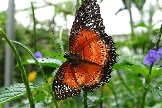 Cameron Highland Day Tour from Kuala Lumpur - Strawberry picking, butterflies, honey, and cacti
