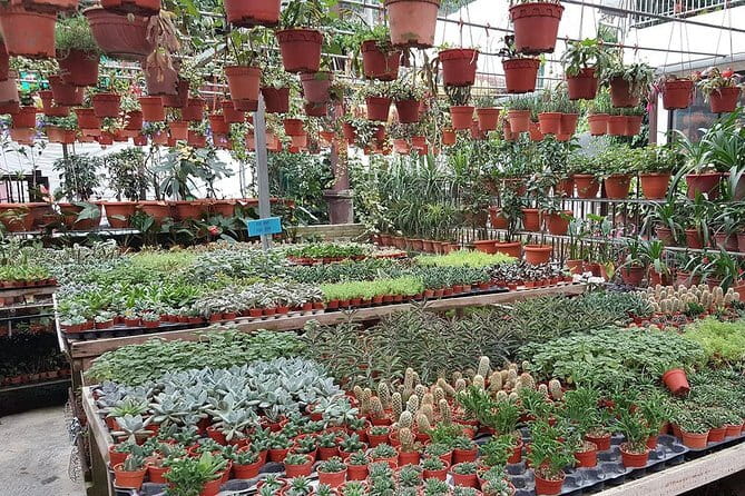 Cameron Highland Day-Trip from Kuala Lumpur - Timing, comfort, and practical limits