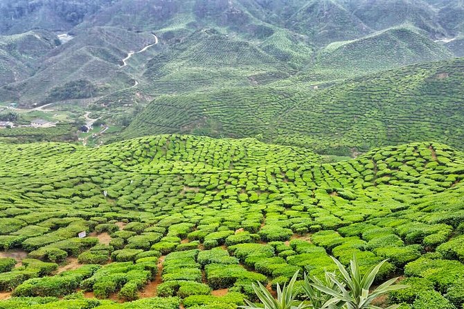 Cameron Highland Full Day Tour from KL City (Private) - Why Cameron Highlands makes a worthwhile day from Kuala Lumpur