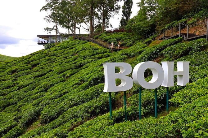 Cameron Highland Full Day Tour from KL City Private Tour - Key points at a glance