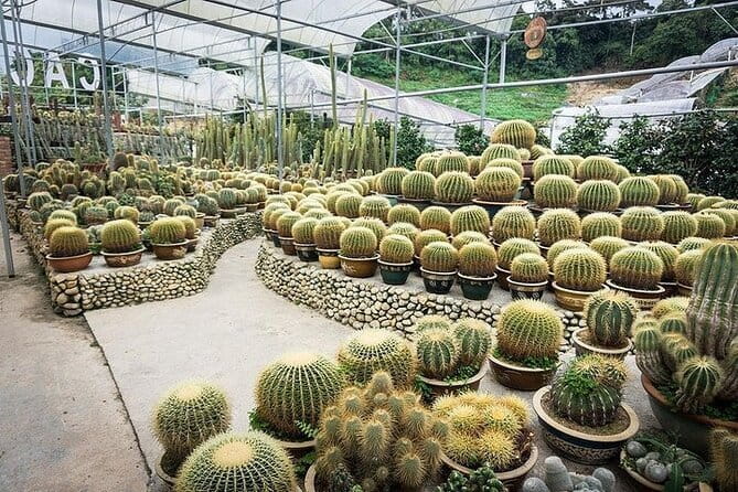 Cameron Highland Full Day Tour from KL City Private Tour - The 7:00 am pickup and three-hour drive