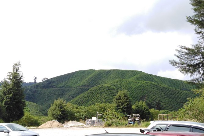 Cameron Highland Private Day Tour - Sungai Palas and the BOH tea plantation