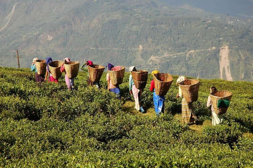 Cameron Highlands 1 Day Tour from Kuala Lumpur - Bharat tea country and the view you came to see