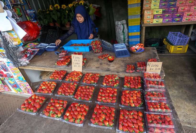 Cameron Highlands 1 Day Tour from Kuala Lumpur - Small animal stops and the butterfly garden